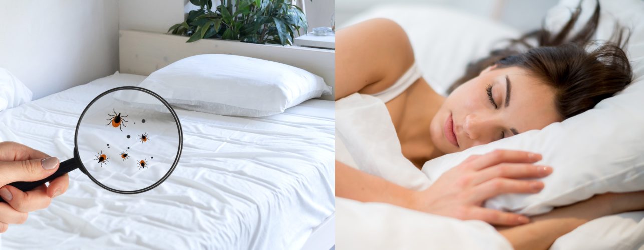 日本でも急増のトコジラミにブレインスリープの洗える寝具で快適な睡眠を!