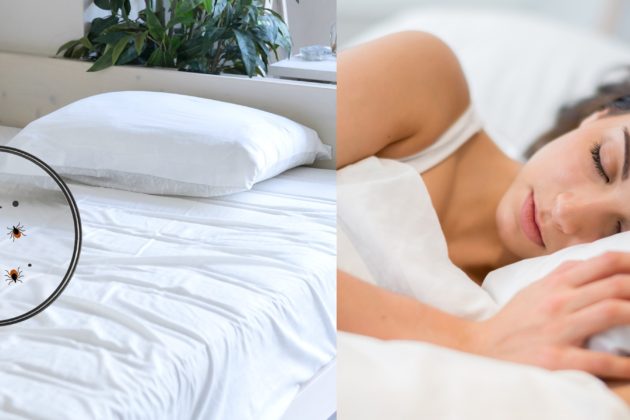 Countermeasure for bed bugs rapidly increasing in Japan! Get comfortable sleep with Brainsleep’s washable bedding